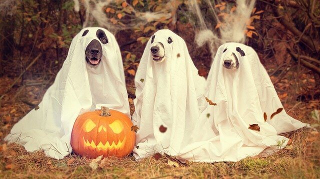 札幌,ハロウィン,ハロウィーン,イベント,デートスポット,サツコス,コスプレ,大通公園,狸小路,ススキノ,出会い,遊び場,デート,2022