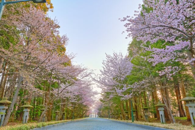 2023,札幌,花見スポット,お花見,穴場,桜名所,見頃,満開,桜,デート,カップル