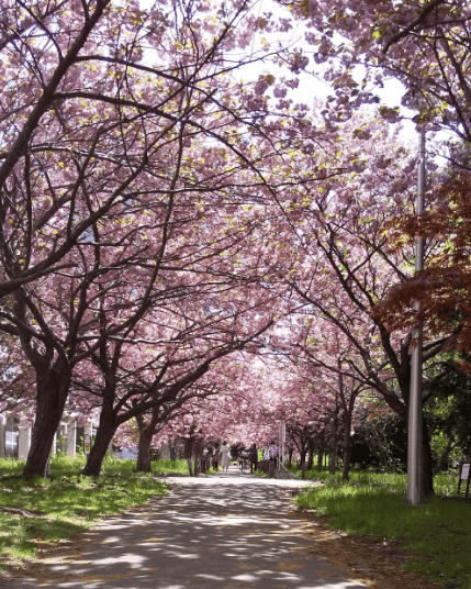 2023,札幌,花見スポット,お花見,穴場,桜名所,見頃,満開,桜,デート,カップル