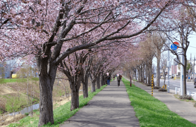 2023,札幌,花見スポット,お花見,穴場,桜名所,見頃,満開,桜,デート,カップル