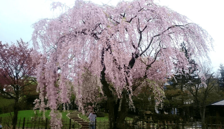 2023,札幌,花見スポット,お花見,穴場,桜名所,見頃,満開,桜,デート,カップル